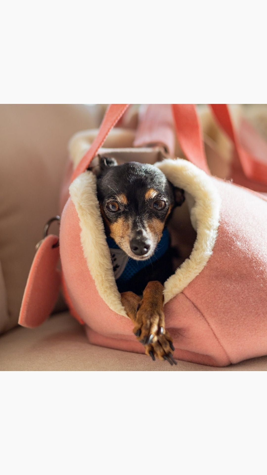 MON CHERRY PET CARRIER