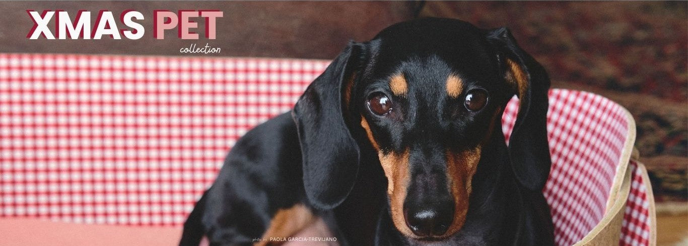 Dog sitting on a checkered chair with 'XMAS PET collection' text above