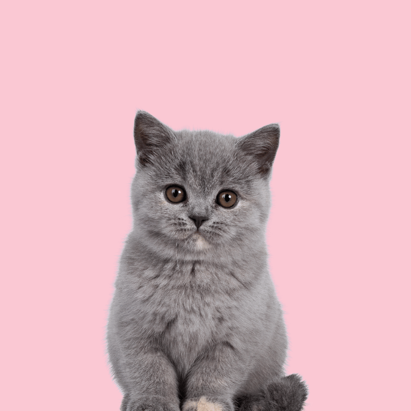 Cat Collection, perfect for kittens and cats 