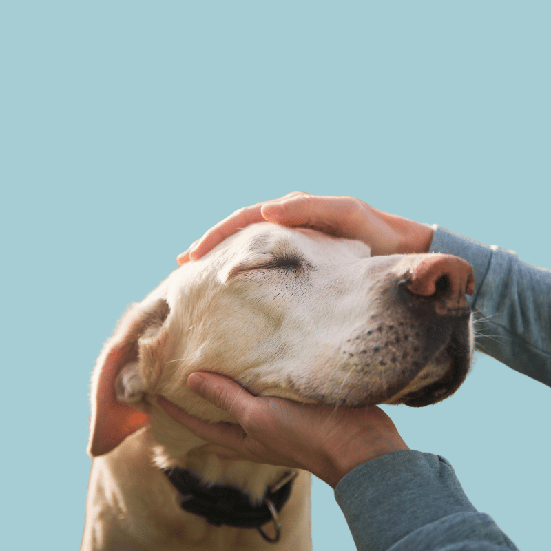 Dog Lovers Collection, perfect for puppies and dog lovers